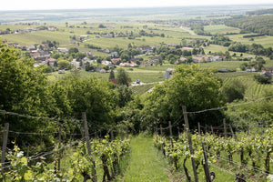 Herausforderungen auf dem Weg zum Bio-Weinbau